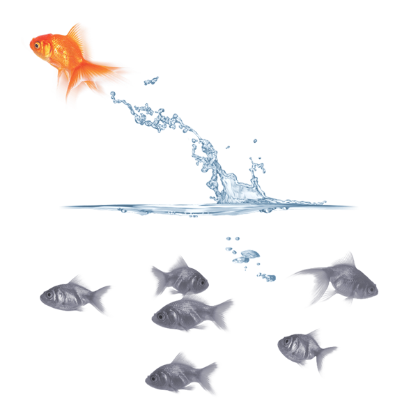 One fish stands out from the rest